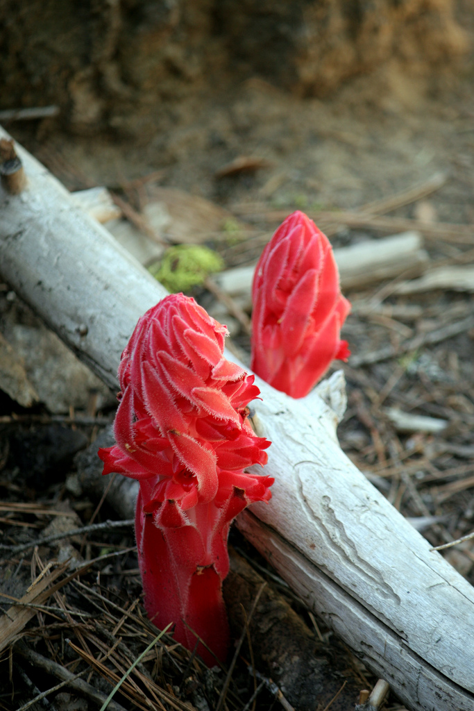 7251859260_c95e262339_b