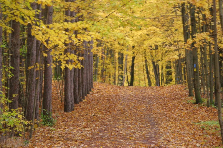 wandering the trails at Hilton Falls