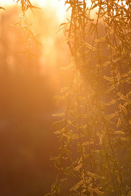 3059557197_d899494cfe_z