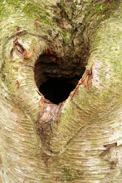 8235065633_6f93e9c7dd_z