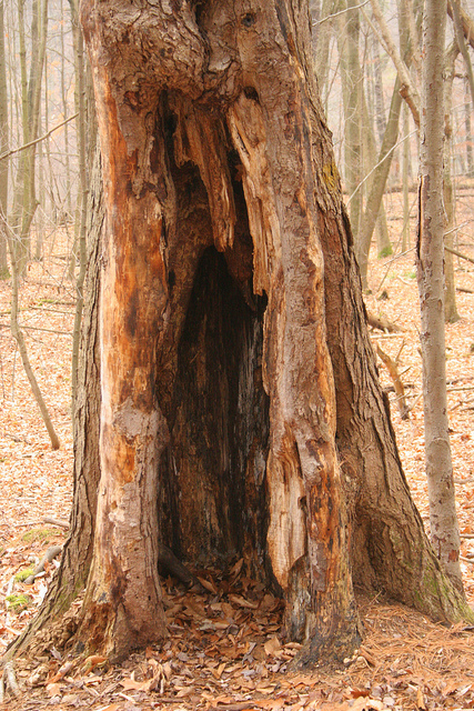 8235085495_0fa1b3b742_z