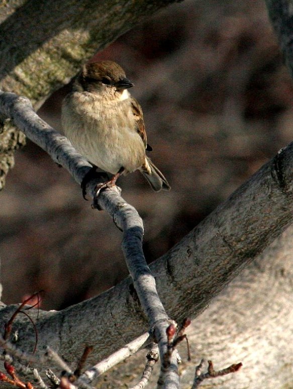little-sparrow
