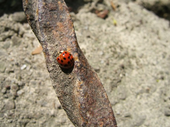 ladybug