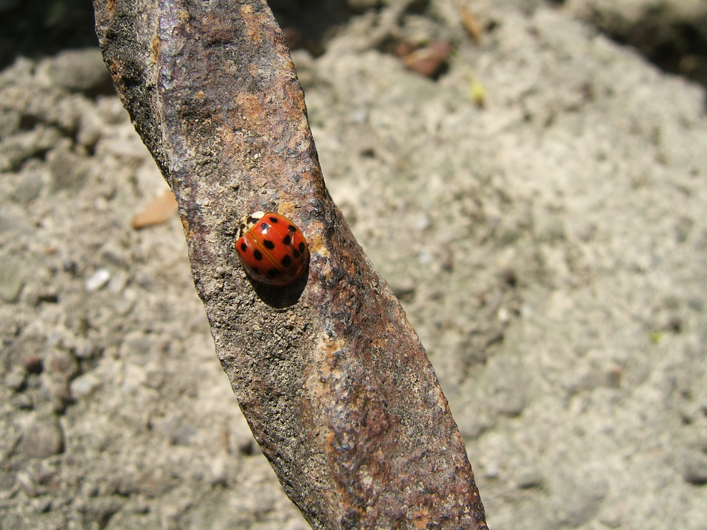 ladybug