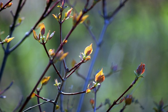 6979552544_5d95194a86_c