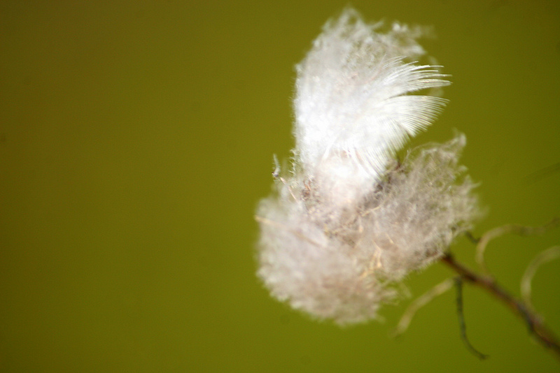 6979576472_4fee61773f_c