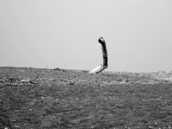 738195_10152407786440514_1771584054_o