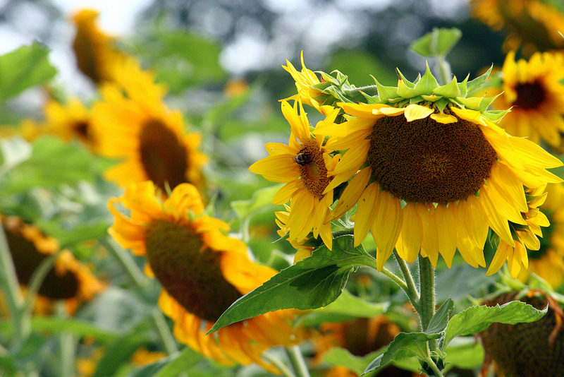 7867632818_2c9e35f93d_c