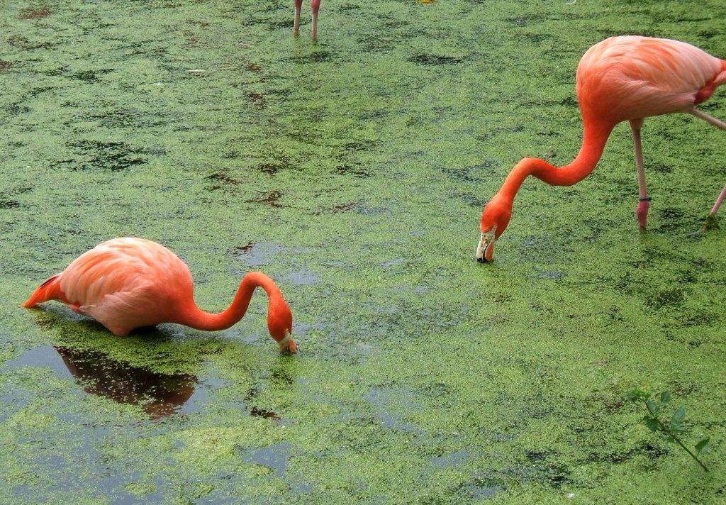 flamingos 2006