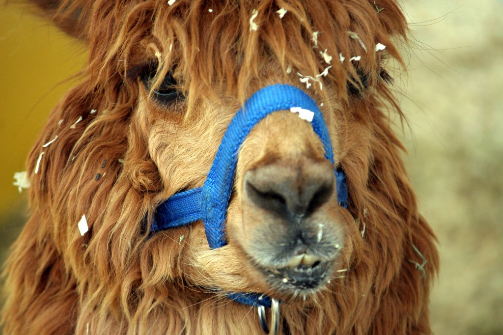 13233201175_bb7e7e9e52_k