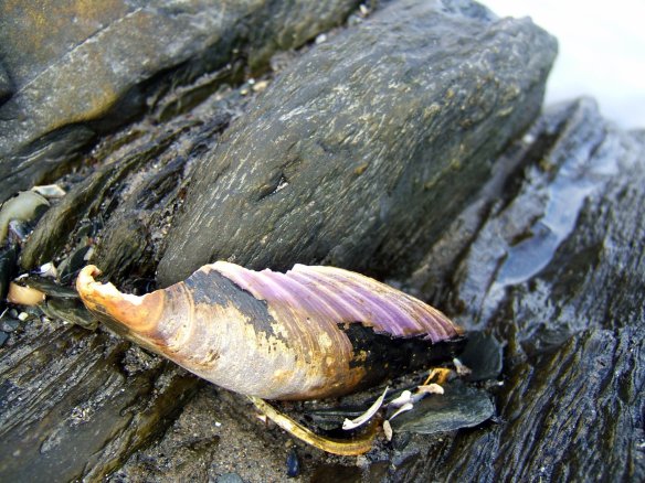 day-7-rissers-beach-029